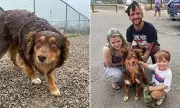 Miracle Reunion: Missing Dog Rusty Found Safe After Weeks-Long Search