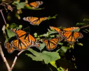 Monarch Butterfly Population Plummets: Pesticides Blamed for Mass Die-Off