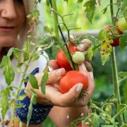 Monty Don's Secret to Lush Tomatoes: A Natural Fertiliser You Can Make at Home
