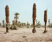Morocco's Oasis Crisis: Camels Die of Thirst as Drought Ravages Desert Communities
