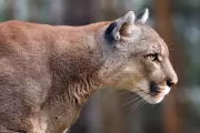 Mountain Lion Attack in Malibu: Girl Survives Terrifying Encounter
