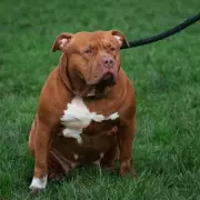 Mum-of-Two's Life-Saving XL Bully Warning: 'My Dogs Are Trained, But The Breed Is Banned'