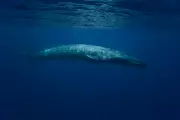 Mysterious Decline in Blue Whale Songs: Scientists Baffled by Ocean Giants' Silence