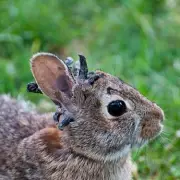 Mysterious 'Frankenrabbits' Spotted in Blackpool: Experts Urge Public to Stay Away