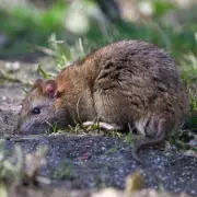 Natural Ways to Keep Rats Out of Your Garden: Expert Tips You Need to Try