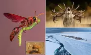 Nature's Magic: Wasp 'Witch' on a Broomstick and Penguins in Snowstorms Among Jaw-Dropping Wildlife Photo Awards