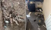 Nightmare for Landlord as Former Tenant's Collection of 22 Tarantulas Escapes in Property