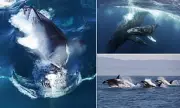 Orcas Drown Humpback Whale in Rare Antarctic Hunt: Dramatic Footage Reveals Savage Ocean Battle