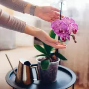 Orchid Care Hack: The One-Ingredient Trick for Stunning Blooms All Year Round