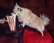 Paws for the Big Screen: The Woof-tastic Rise of Dog-Friendly Cinema in the UK
