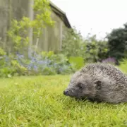 Police Hunt Heartless Thugs Who Set Fire to Beloved Swan and Her Nest in Shocking Animal Cruelty Case