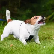 Police Issue Urgent Warning: The One Thing You Must NEVER Do When Pulled Over