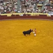 Portuguese Bullfighter Gored in Shocking Arena Horror: 'Toro' Rampage Leaves Star Fighter Hospitalised