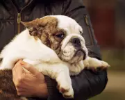Puppy Fat Jabs: Are Weight-Loss Drugs the Next Big Thing for Our Pets?
