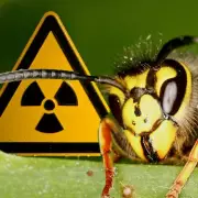 Radioactive Wasp Nest Discovered at US Nuclear Site – Shocking Find!