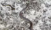 Rare Rainbow Snake Spotted in Florida After 50 Years – A Stunning Natural Wonder!