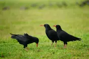 Rare Red-Billed Chough Spotted in Kent for the First Time in 200 Years
