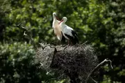 Rare White Storks Spotted Nesting in London for the First Time in Centuries