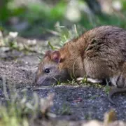 Rat Invasion Warning: Expert Reveals How to Keep Rodents Out of Your Garden