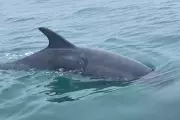 Reggie the Dolphin's Lyme Bay Mystery: Lone Visitor Captivates Dorset Coast | Independent
