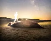 Scotland's Shores in Crisis: Unprecedented Surge in Whale and Marine Mammal Strandings Alarms Scientists