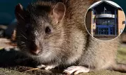 Scots Police Plagued by Rats: Cash-Strapped Force Forced to Spend £500k on Pest Control