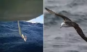 Seabirds' Secret Superpower: How Their Poo Helps Them Fly for 4 Minutes Without Flapping