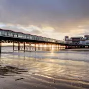 Seaside Town Overrun by Seagulls: Locals Demand Action as Birds Turn Aggressive