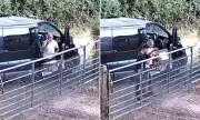 Shameless Duo Raid Honesty Box in Broad Daylight | Duck Egg Theft Caught on Camera
