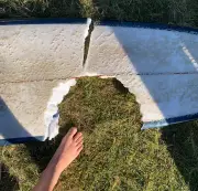 Shark Attack Closes Cabarita Beach: Surfer's Narrow Escape Caught on Camera