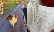 Shetland Pony Heist: Thieves Steal Six Ponies from National Park in Brazen Raid