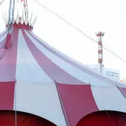 Shock as Circus Performer Plunges from Trapeze During Westminster Show