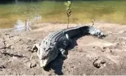 Shocking Discovery: 'Big John' the Giant Crocodile Found Decapitated in Mysterious Circumstances