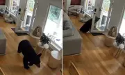 Shocking Moment: Bear Gets a Scare After Walking Into a Home – Watch the Hilarious Footage!