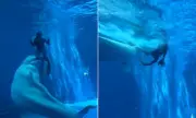 Shocking Moment Beluga Whale Bites Diver as Screaming Tourists Watch in Horror