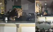 Shocking Moment Giant Bear Invades Ice Cream Parlour in Tranquil UK Town | Daily Mail