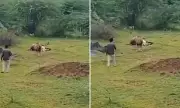 Shocking Moment Lion Lunges at Tourist Who Interrupted Its Meal – Close Call Caught on Camera