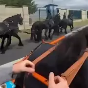Shocking Moment: Panicking Horse Smashes Through Shop Window in Dramatic Escape