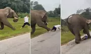 Shocking Moment: Tourist Nearly Trampled by Charging Elephant While Attempting Risky Selfie