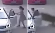 Shocking Moment Woman Dragged and Mauled by Tiger After Leaving Car at Safari Park