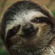 Sloth Invasion Warning: Experts Reveal Key Signs to Watch Out For