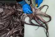 Spain's Octopus Fishing Ban Sparks Outrage Among Galician Fishermen