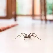 Spider Invasion? Expert Tips to Keep Arachnids Out of Your Home This Autumn