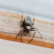 Spider Invasion Warning: Expert Reveals 7 Natural Ways to Keep Arachnids Out This Autumn