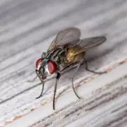Stop Flies Invading Your Home: Expert Reveals 9p Kitchen Staple That Acts as a Powerful Deterrent