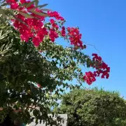 Stunning Pink Flowers Transform Greek Hillsides Into Vibrant Wonderland | UK Gardening Inspiration