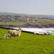 Stunning Seaside Walk with Exploding Fields of Colour: A Must-Visit UK Gem
