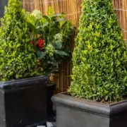 Stylish Faux Lead Planters Hit the Market – Affordable Elegance for Your Garden