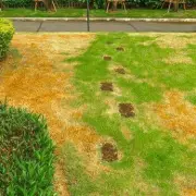 Sunburnt Lawn SOS: Expert Reveals How To Revive Your Scorched Grass Fast