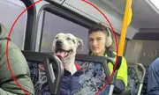 Sydney's Clever Canine Stuns Commuters by Boarding Bus Alone – Heartwarming Twist Revealed!